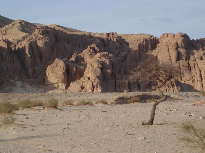 desert du sinai acacias meditation spiritualite