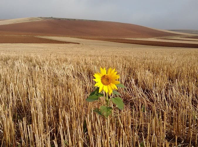 tournesol meseta pelerinage compostelle