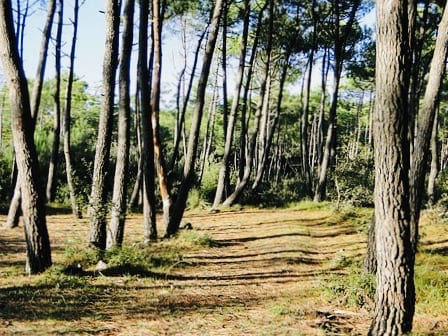 foret de Grasla guerres de Vendée voyage culturel