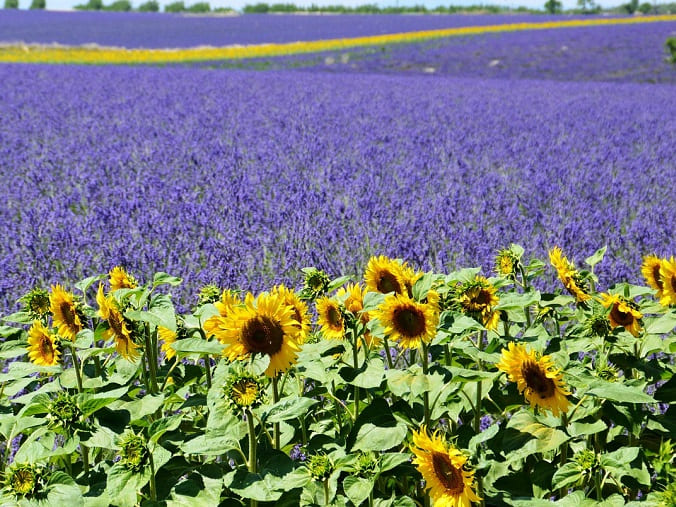 tournesol randonnée provence lavande