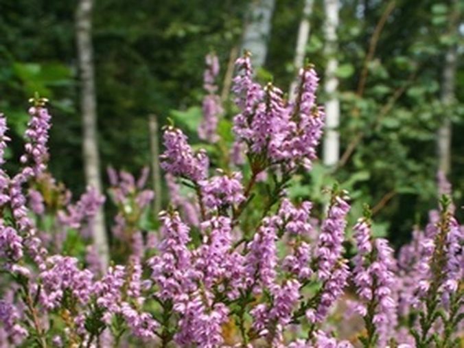 fleurs du pelerinage saint jacques de compostelle