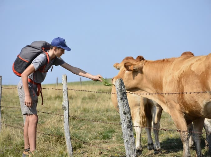 pelerin de saint jacques compostelle et une vache de Aubrac