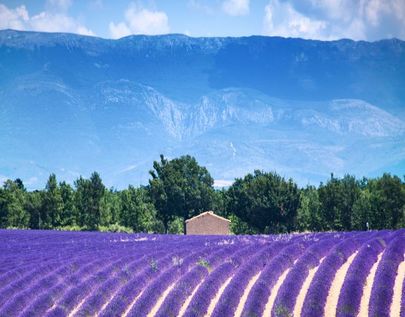 champ de lavande Provence