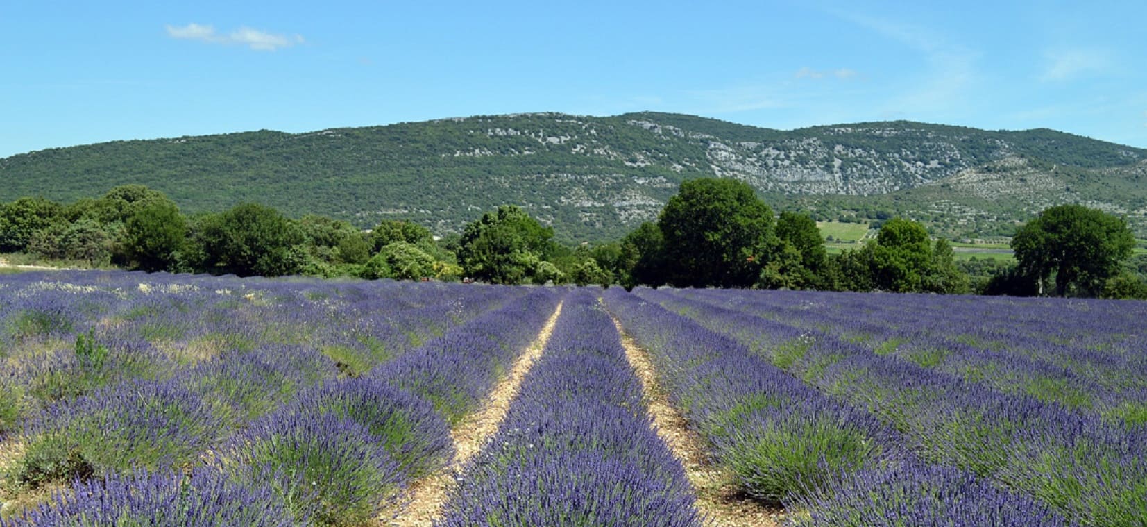 lavande et paysage provence randonnée