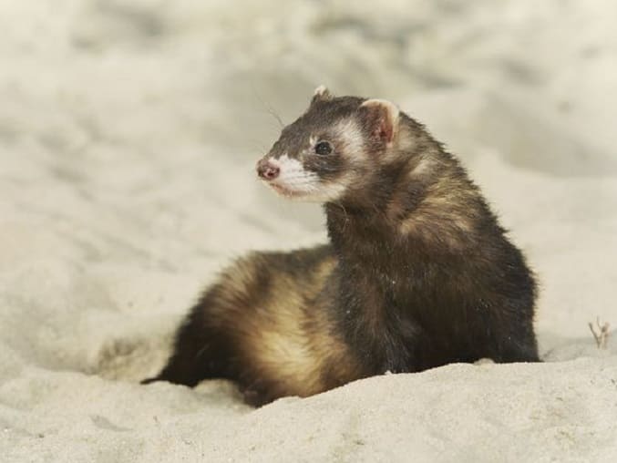 Le polecat marbré - Voyage en Israël