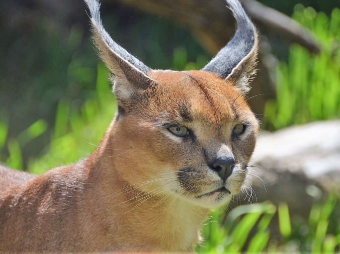 Caracal - Voyage en Israël