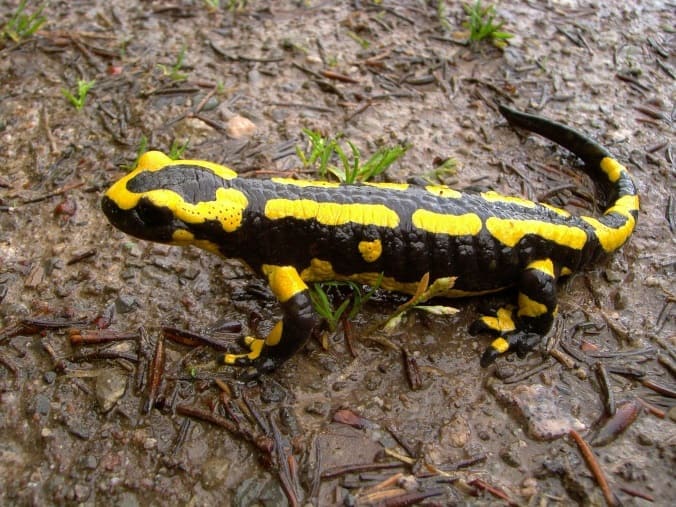 La salamandre tachetée - Voyage en Israël