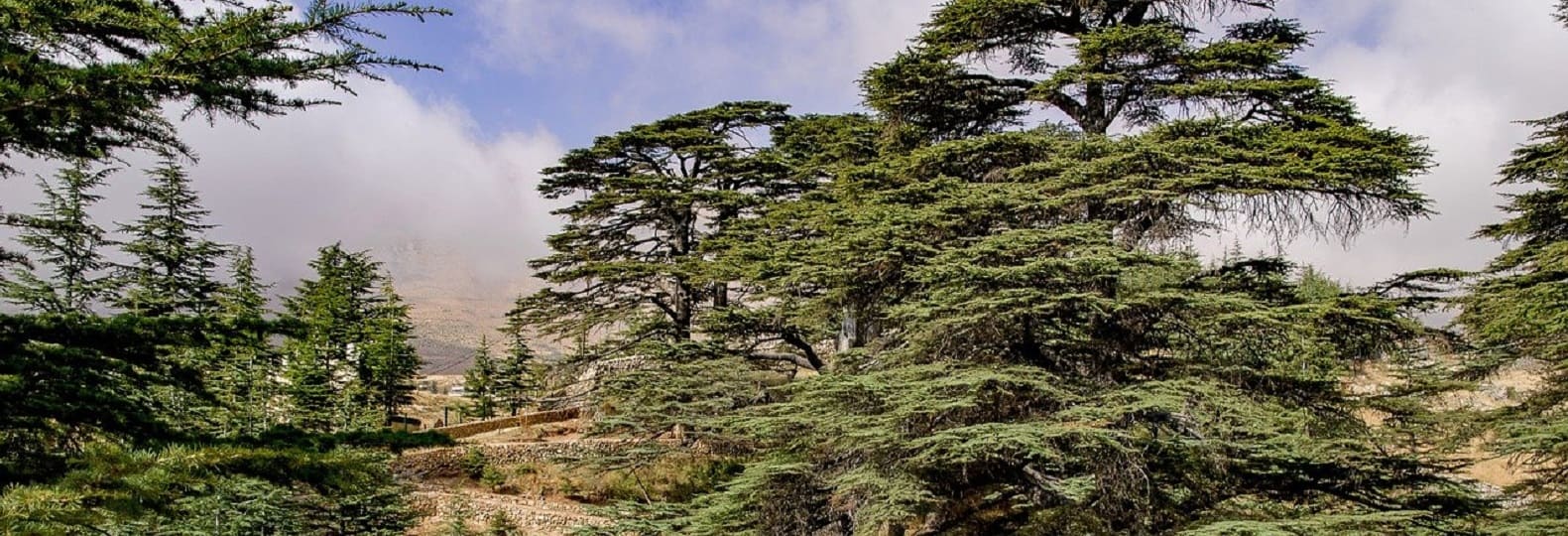 vallée des cedres du liban voyage culturel