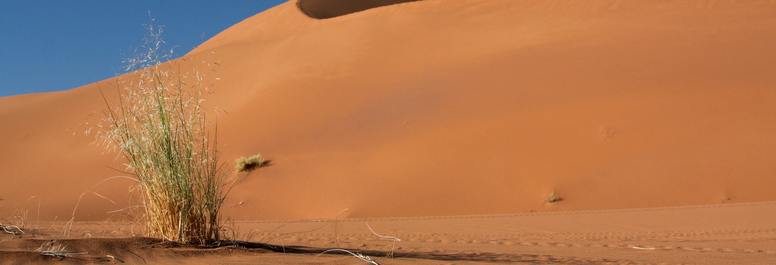 herbes dans les dunes randonnee desert maroc