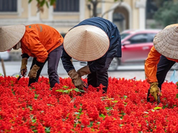 femmes vietnamiennes ramassant des fleurs dans Hanoi Vietnam